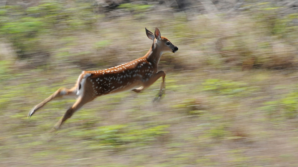 鹿との遭遇で気付かされた、ABSのセッティング